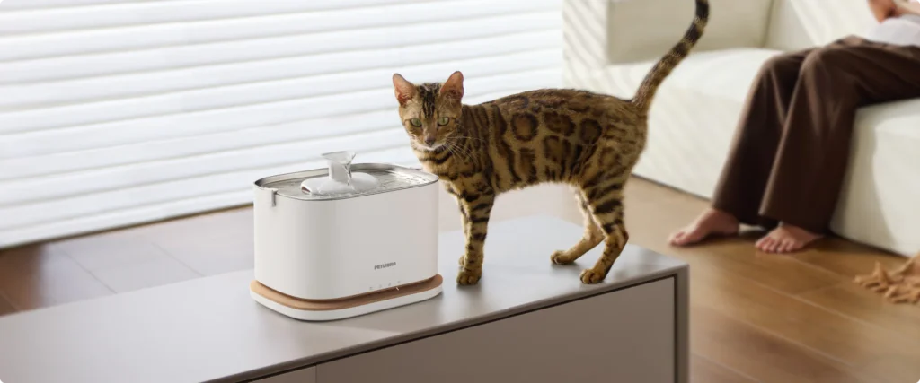 A Bengal cat standing next to a white Petlibro Dockstream 2 cordless water fountain in a living room.