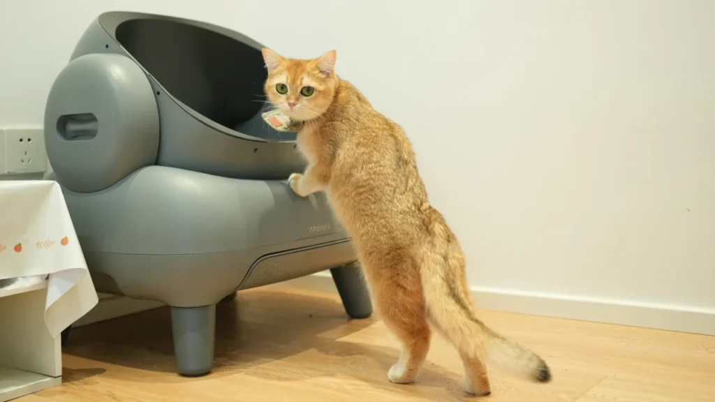 An orange cat inspecting a modern smart automatic litter box.