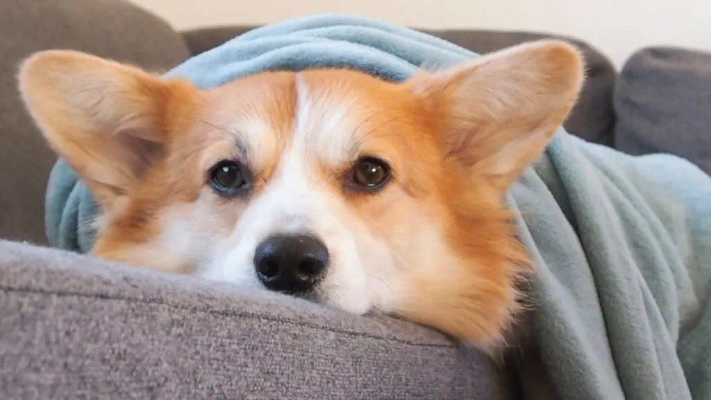 AI Monitors: Catching Pet Illness Early