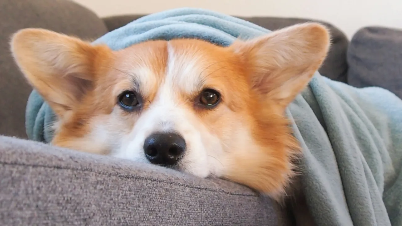AI Monitors: Catching Pet Illness Early