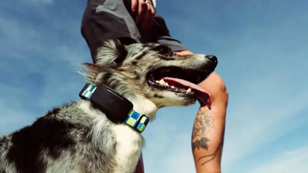 A happy dog wearing a black AI smart health tracking collar while standing outdoors next to their owner.
