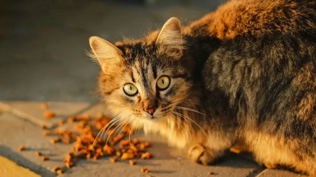 Which Smart Cat Feeder Should You Buy?