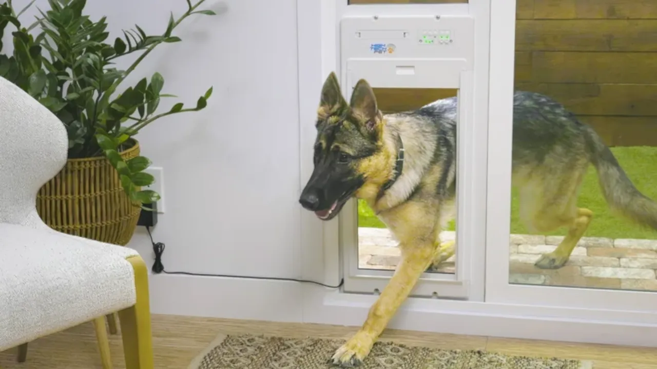 Where to Install a Large Smart Dog Door