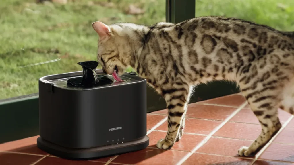 Keep Your Pet Hydrated With the Dockstream 2