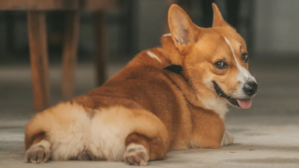 A brown and white Corgi resting comfortably on a cool floor.