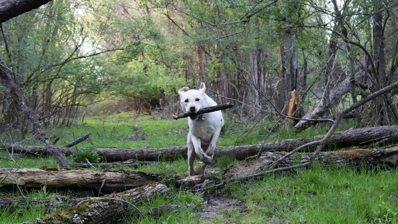 Fi Ultra Tracker: Starlink for Your Dog