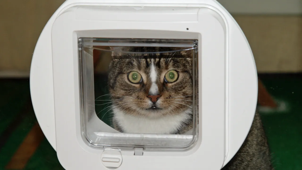 Which Smart Cat Door Is Right For Your Home?