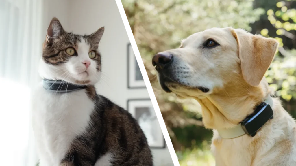 Location and Health Monitoring for Cats and Dogs
