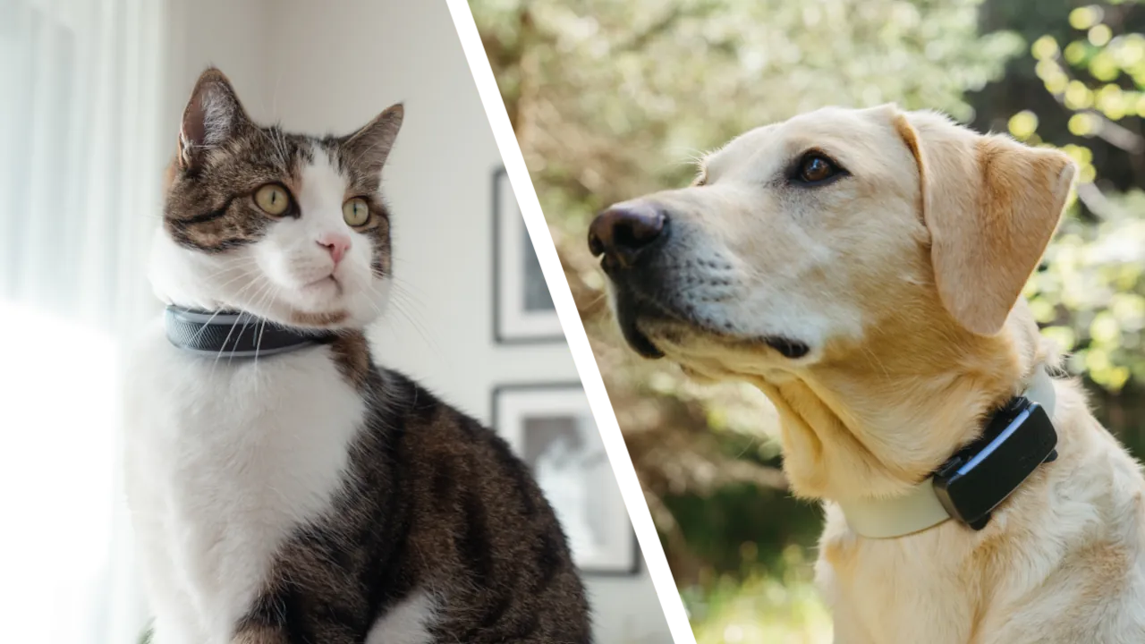 Location and Health Monitoring for Cats and Dogs