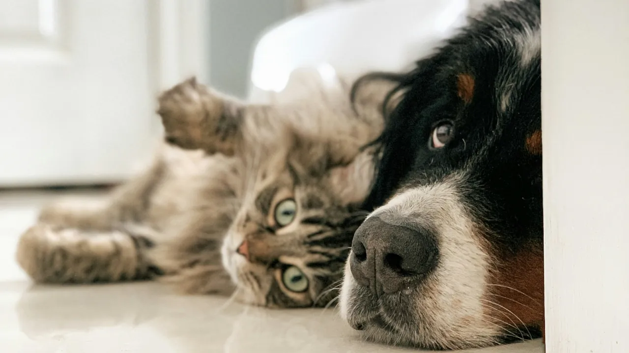 The Real Cost of Watching Your Pet